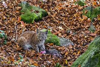 Two month old Eurasian lynx