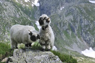 Valais blacknose