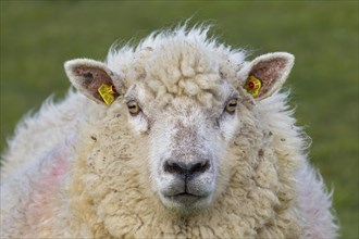 Close up of tagged white sheep ewe with two yellow eartags