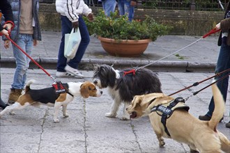 Three dogs on a leash sniff each other