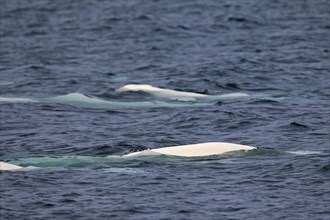 Pod of belugas