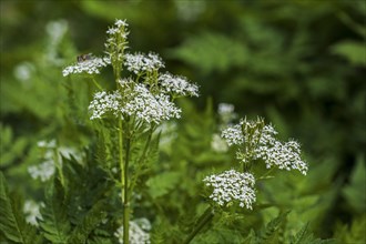 Sweet cicely