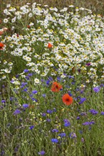 Colourful wildflowers showing poppies