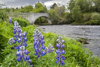 18th century Old Spey Bridge and lupines flowering along the River Spey at Grantown-on-Spey