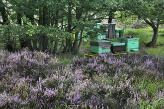 Beehives in heathland at the Hoge Kempen National Park