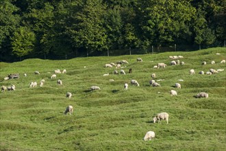 Sheep grazing in preserved battlefield showing bomb craters near the Canadian National Vimy Memorial