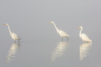 Three great white egrets