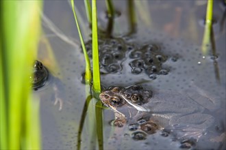 European common brown frogs