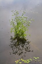 Fine-leaved Water-dropwort