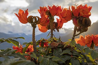 Colourful orange flowers in the Bolivian Yungas