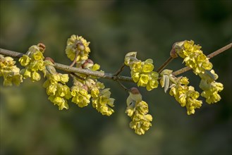 Close-up of twig with yellow flowers of blossoming