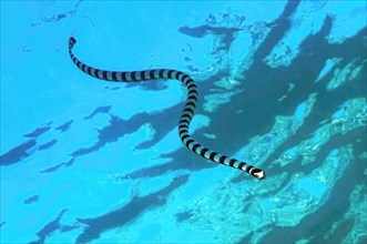 Venomous water snake colubrine sea krait