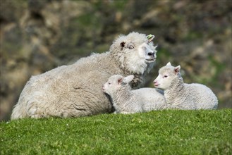 White sheep ewe with two lambs resting on sea clifftop