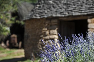 Lavender in flower in summer at the Cabanes du Breuil