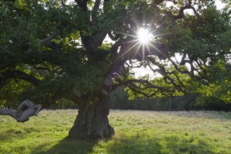 Sun shining through foliage of old solitary English oak