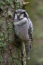 Northern hawk-owl