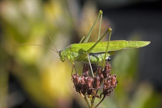 Sickle-bearing bush-cricket