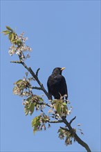 Eurasian blackbird