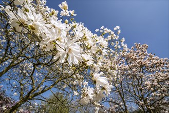 Close-up of flowering Magnolia stellata Two Stones