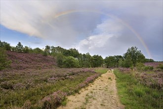 Rainbow and heather flowering in heathland at the Hoge Kempen National Park