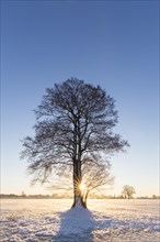 Solitary English oak