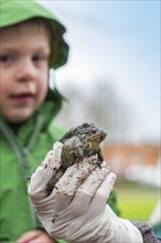 Person holding couple of European common brown frogs