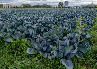 Filder-Rotkohl. Red Cabbage on the field in a suburbian of Stuttgart Baden-Wuerttemberg