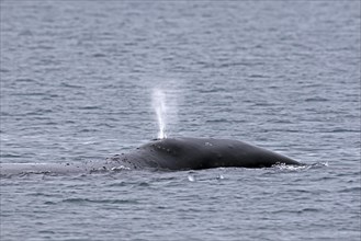 Blow through blowhole of bowhead whale