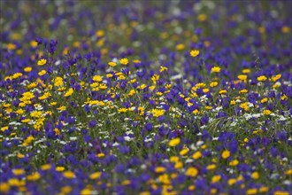 Colourful wildflowers in meadow in montado