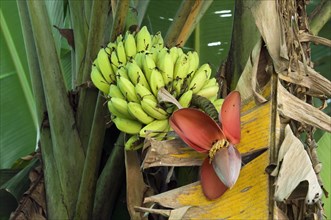 Evergreen perennial acuminata showing flowers and bananas