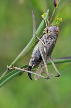 Grey bush cricket