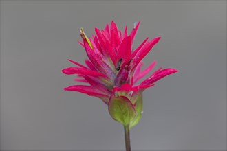 Close up of giant red Indian paintbrush
