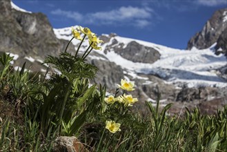 Yellow alpine pasqueflower