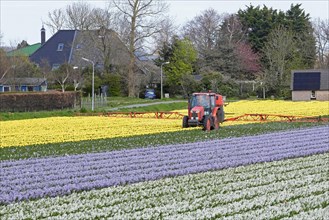 Tractor spraying over colourful tulips and hyacinths in Dutch tulip field in spring near Alkmaar