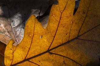 Sunlight shining through fallen autumn leaf of common oak