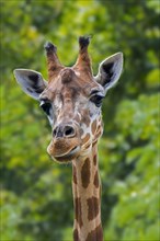 Close-up of male northern giraffe