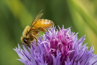 Italian Cordovan bee
