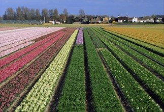 Field with rows of cultivated hyacinths in Holland