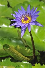 Tropical water lily