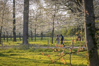 Couple walking through orchard with blossoming fruit trees in spring