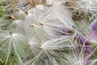 Pappus of spear thistle