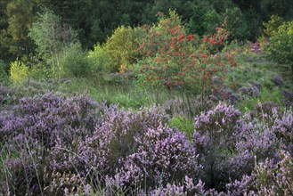 Heather flowering in heathland and rowan at the Hoge Kempen National Park
