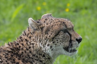 Northeast African cheetah