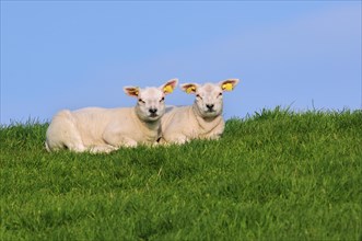 Domestic Texel sheep