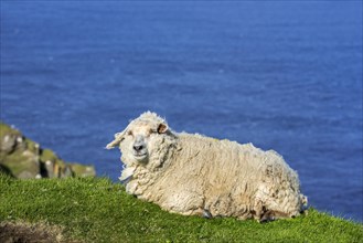 White sheep resting on sea cliff top along the Scottish coast in Scotland