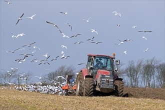 Gulls following tractor with plough