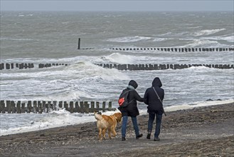 Couple with dog walking along North Sea coast on a windy day during winter storm in Zeeland