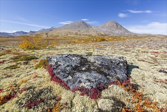Alpine bearberry and reindeer lichen on the tundra in autumn and the Stygghoin mountain range at Doraldalen