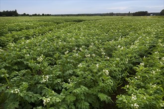 Farmland with potatoes flowering in potato field in summer