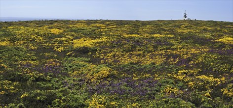 Flowering heather and gorse on top of cliff at the Pointe du Raz